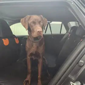 Erin I.'s Labrador travelling with RoadDeck installed