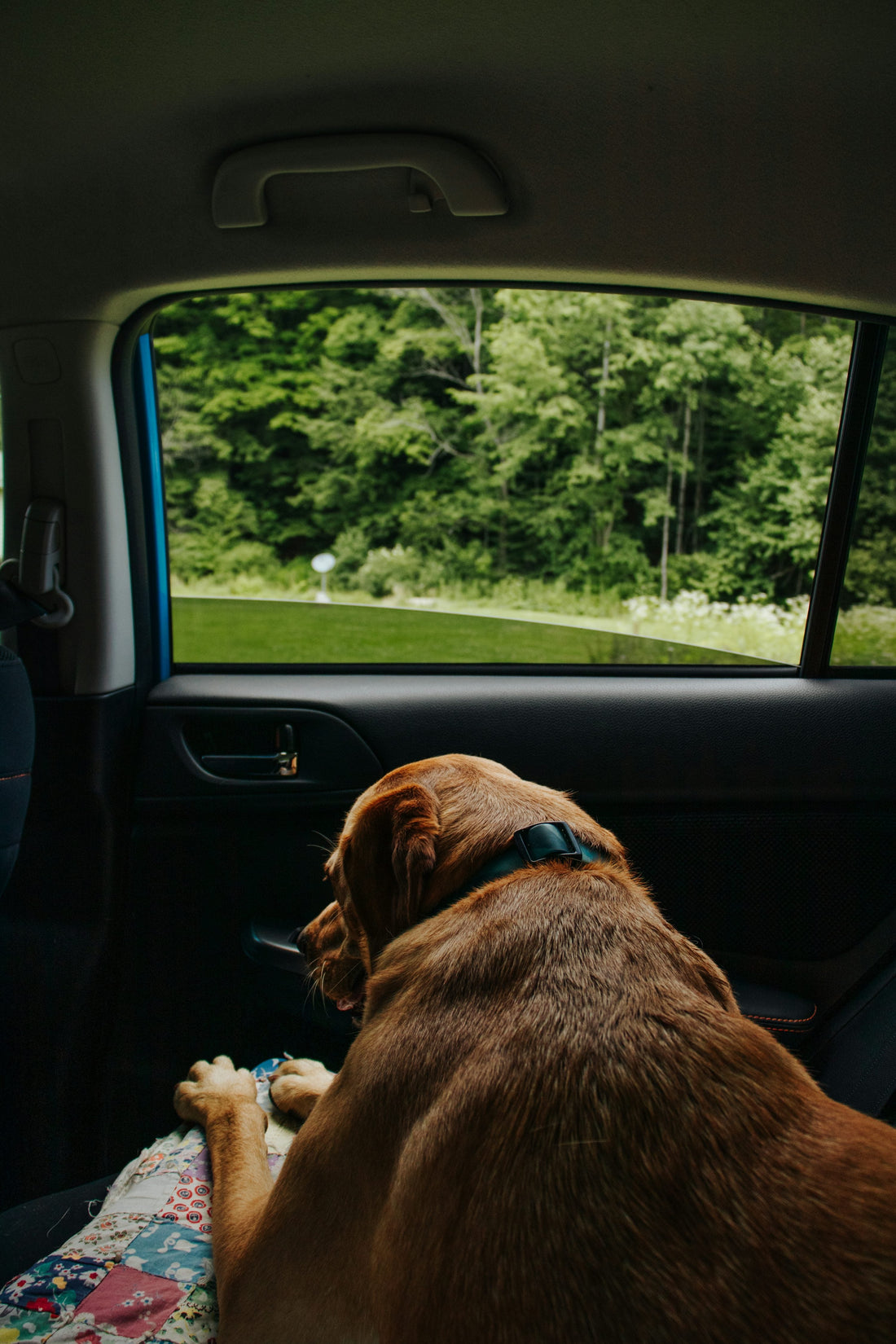 Dog sitting on the rear seat of a car, photograph by Sydney Moore (Unsplash)