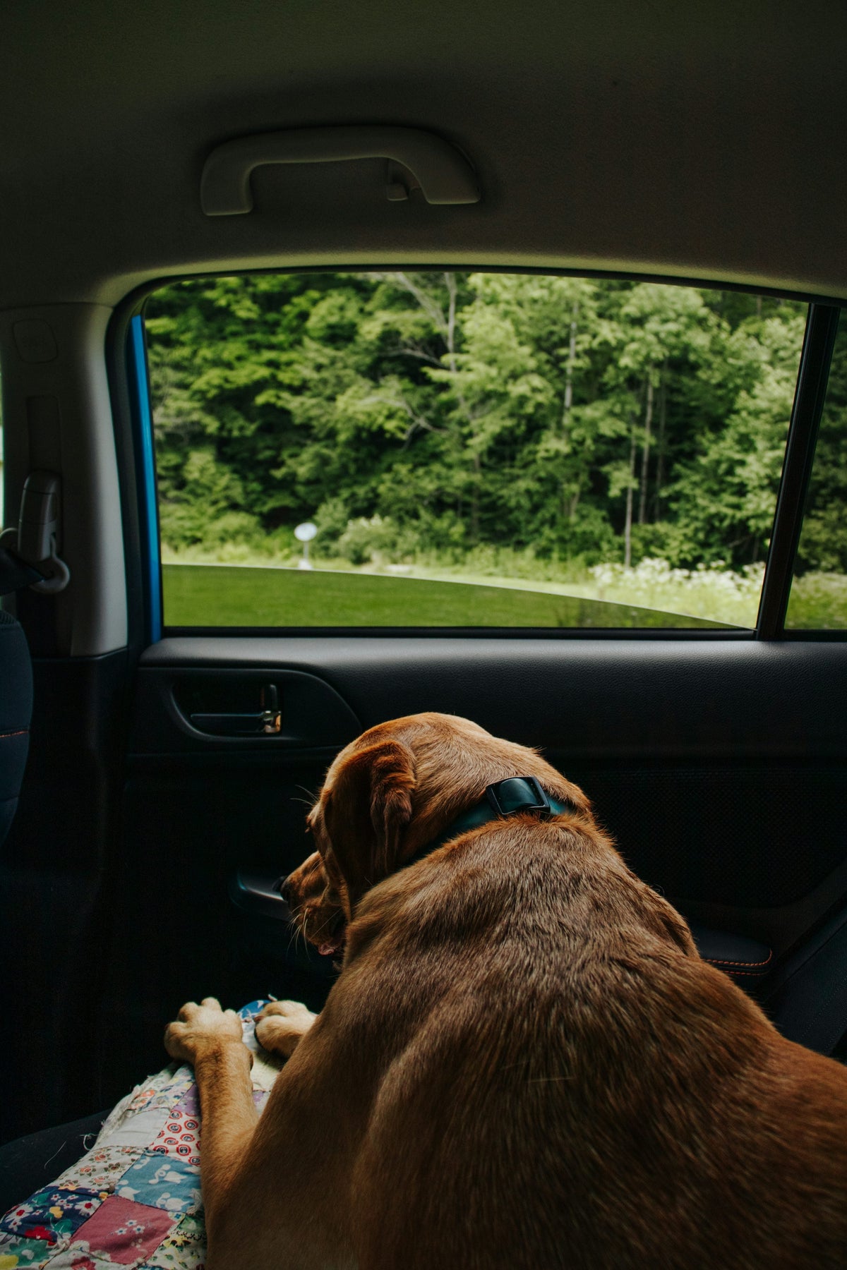 Dog sitting on the rear seat of a car, photograph by Sydney Moore (Unsplash)