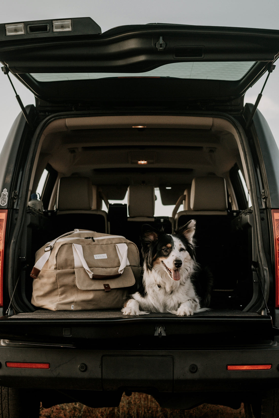 Dog relaxing in the open boot of a car, photograph by Christian Crocker (Unsplash)