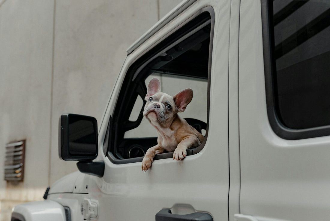 French bulldog looking through a car window, photograph by Karsten Winegeart (Unsplash)