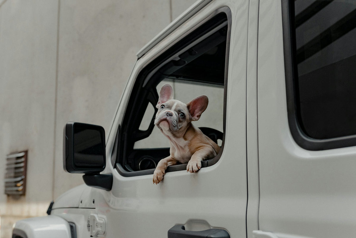 French bulldog looking through a car window, photograph by Karsten Winegeart (Unsplash)