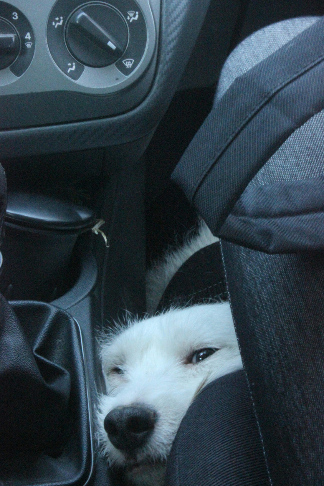 Dog resting on the back seat of a car, photograph by Dušan Tizić (Unsplash)