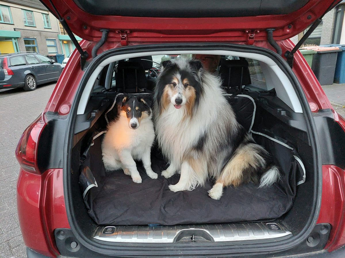 Two collie dogs sitting in the rear of a car, real photograph by Mart Brouwers (Unsplash)