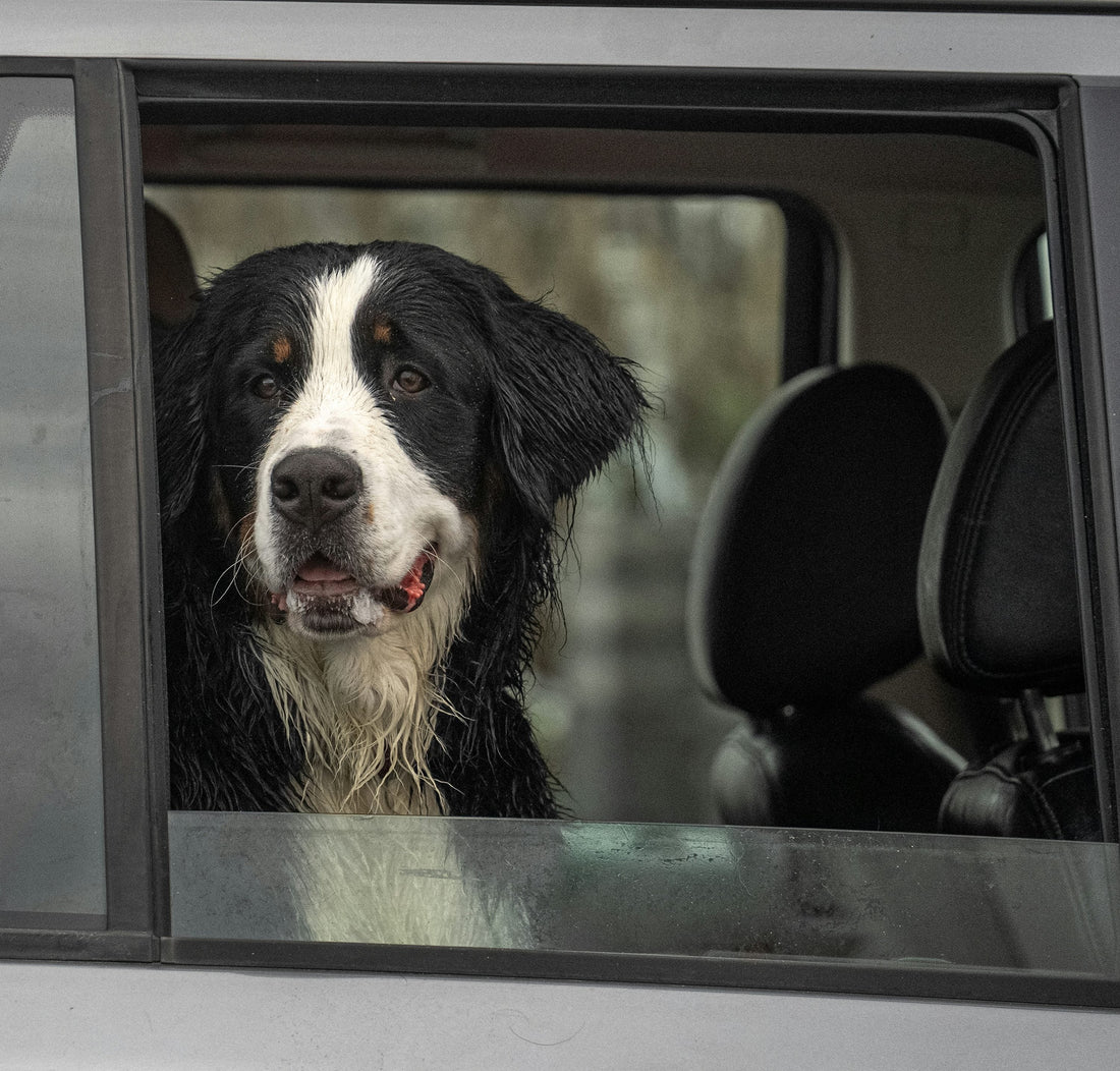 Bernese mountain dog looking out a car window, photograph by mana5280 (Unsplash)