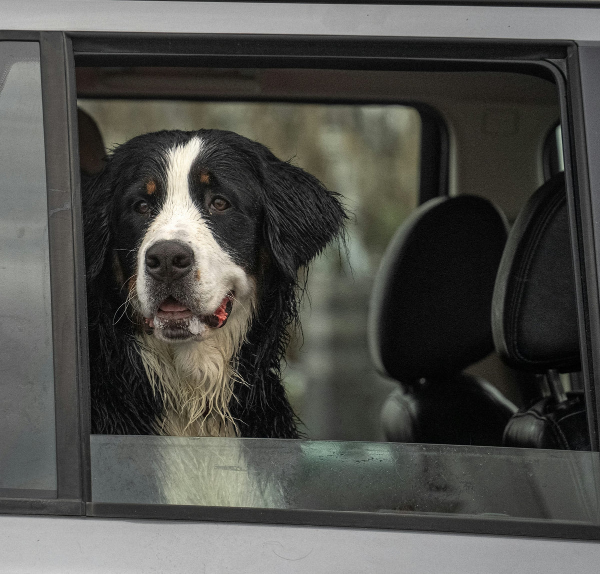 Bernese mountain dog looking out a car window, photograph by mana5280 (Unsplash)