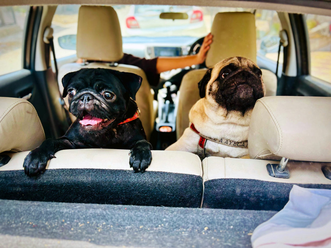 Two pug dogs in the back of a car, photograph by yaed (Unsplash)