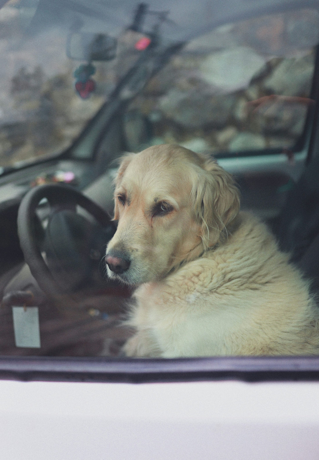 Golden retriever sitting in a car, photograph by Paul Garaizar (Unsplash)