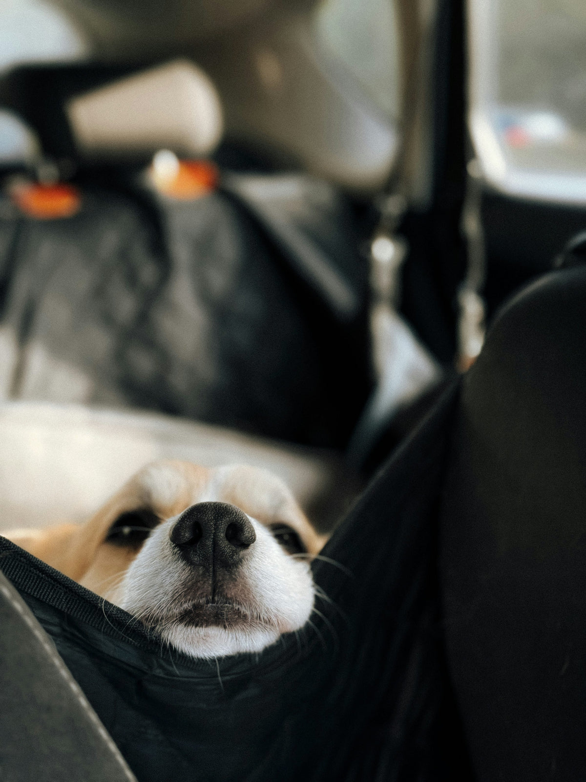 Corgi lying on the back seat of a car, photograph by Marina Zvada (Unsplash)