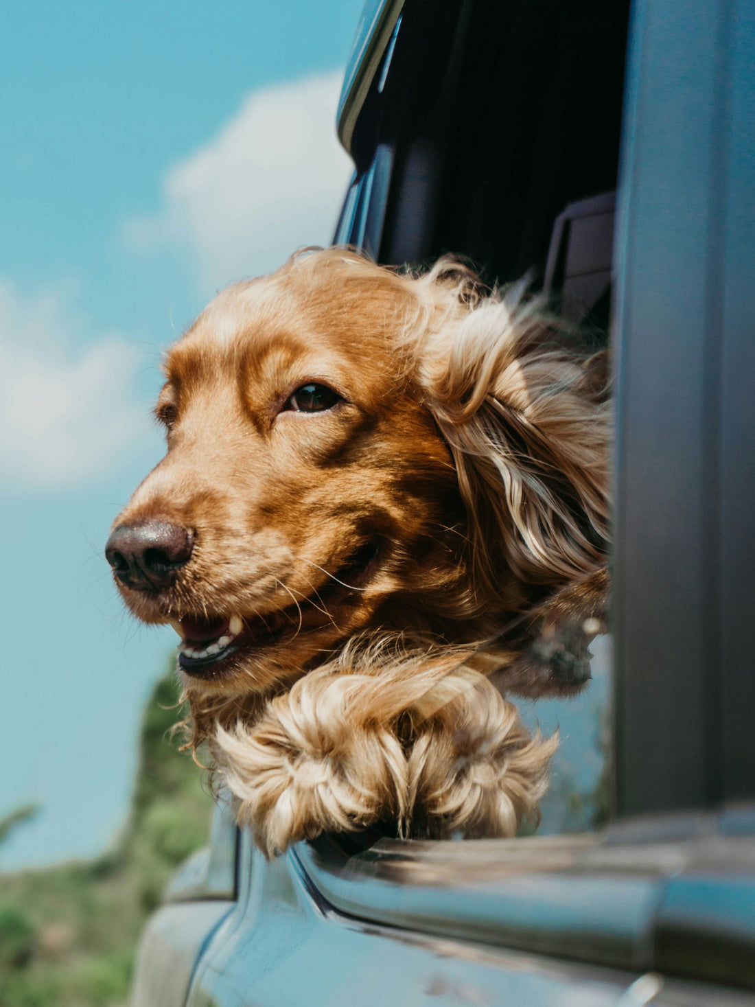 Cocker spaniel looking out from a car window, photograph by Ja San Miguel (Unsplash)