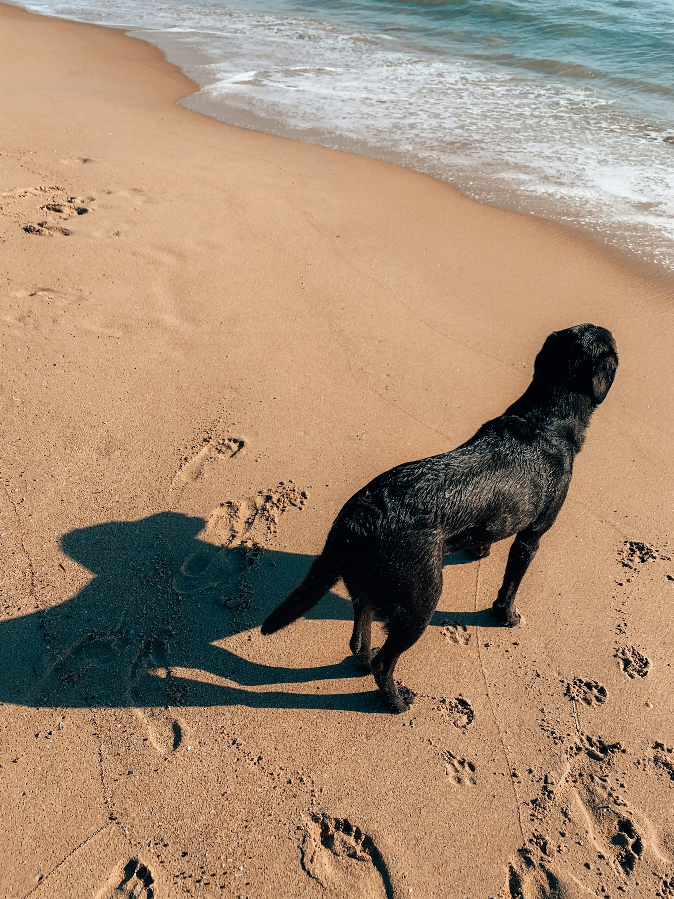 Labrador walking on an Australian beach