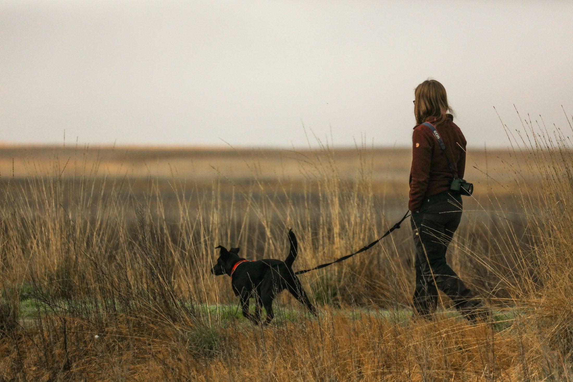 Person walking with a black Labrador outdoors