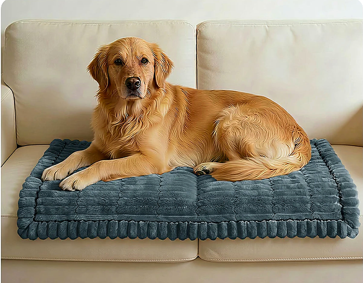 Golden retriever resting on the Ironbark RoadDeck Comfort Mat on a sofa