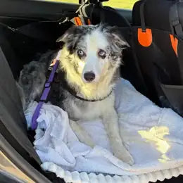 Georgia Q.'s dog travelling with RoadDeck installed